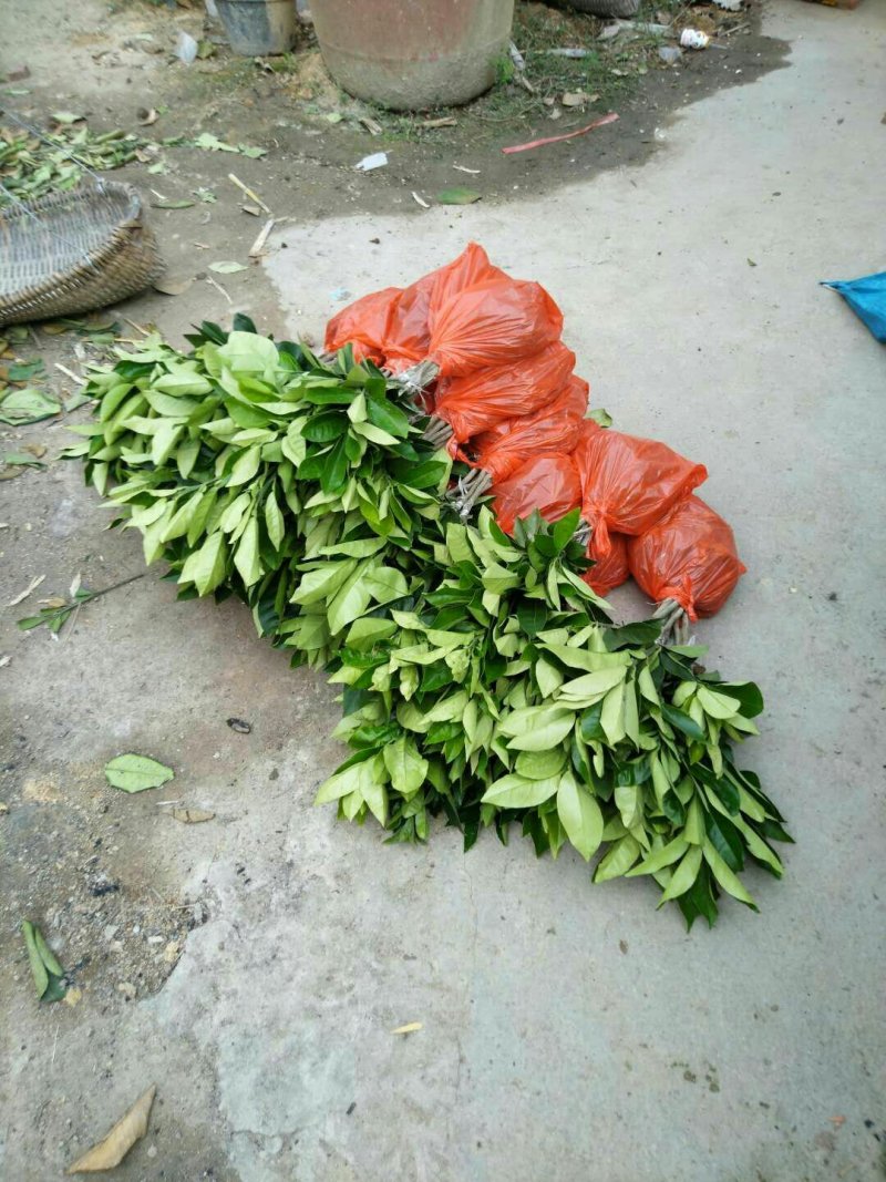 假1赔百正宗正毛嫁接橘红苗一年内苗品质保证