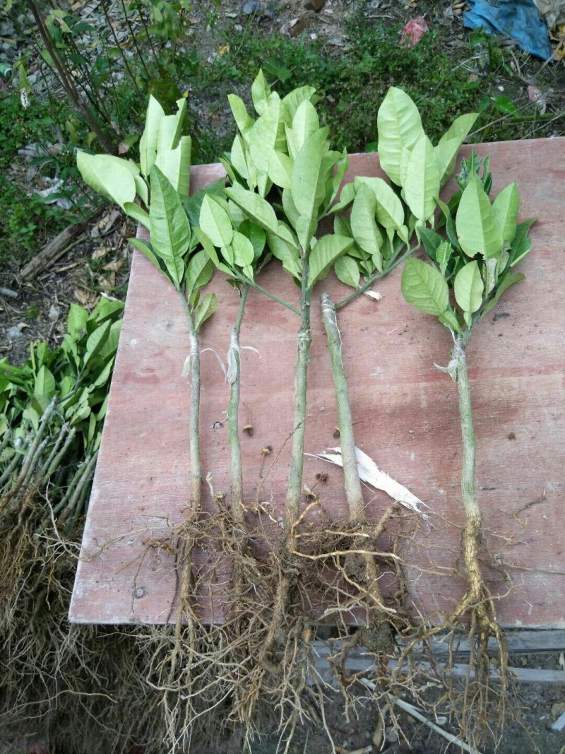 假1赔百正宗正毛嫁接橘红苗一年内苗品质保证