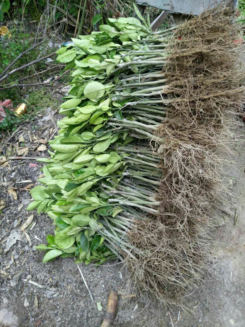 假1赔百正宗正毛嫁接橘红苗一年内苗品质保证