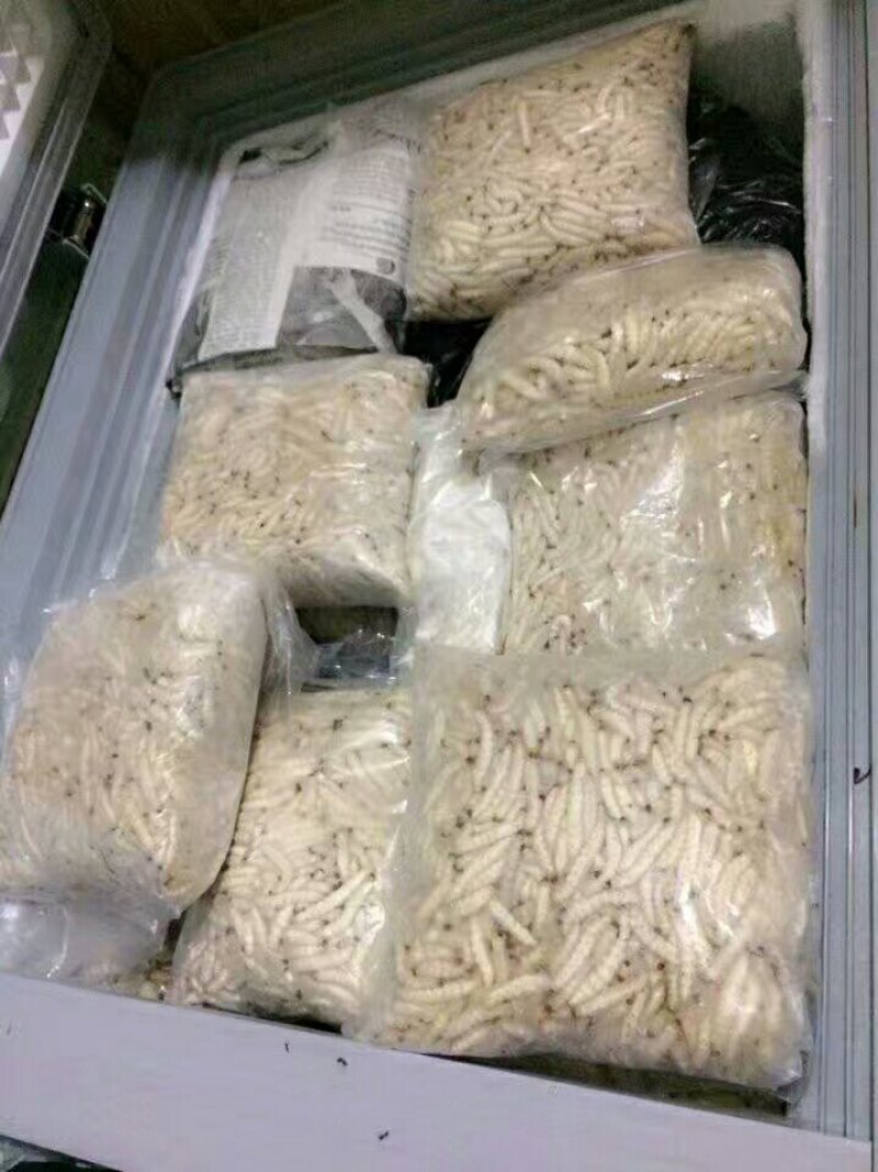 竹虫