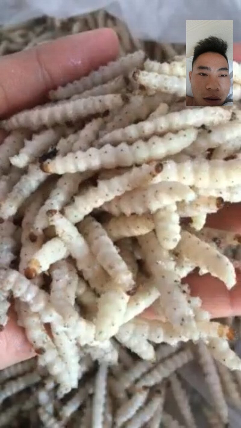 竹虫