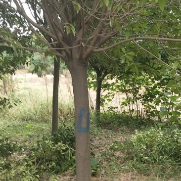 精品高杆红叶石楠
