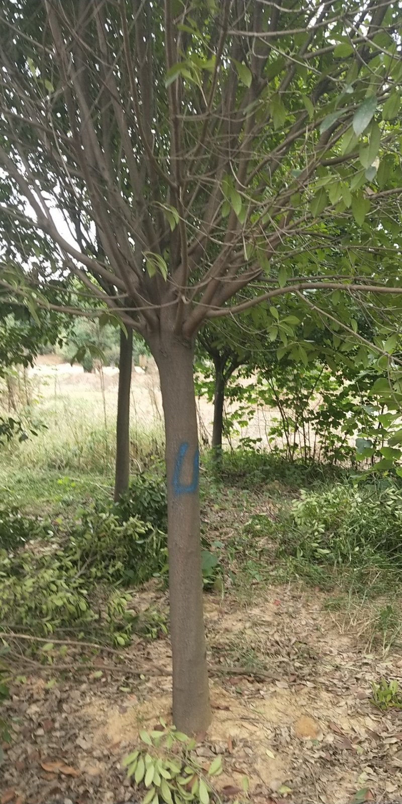 精品高杆红叶石楠