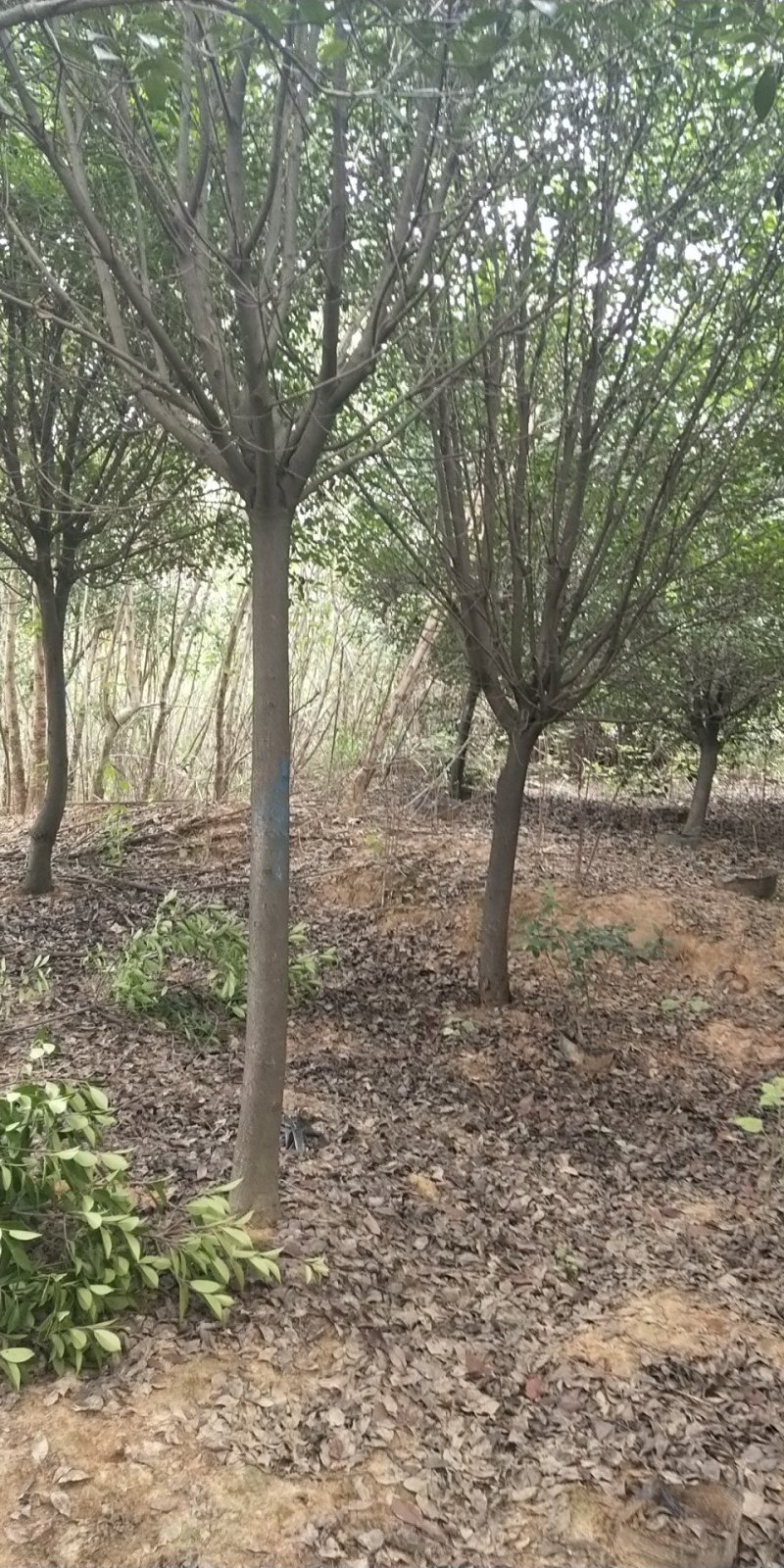 精品高杆红叶石楠