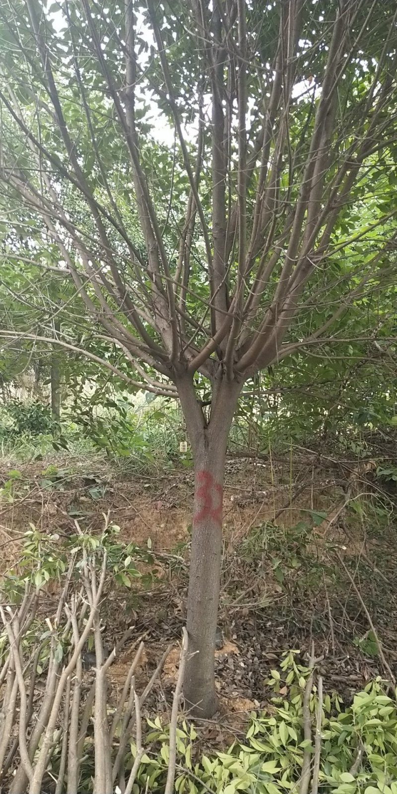 精品高杆红叶石楠