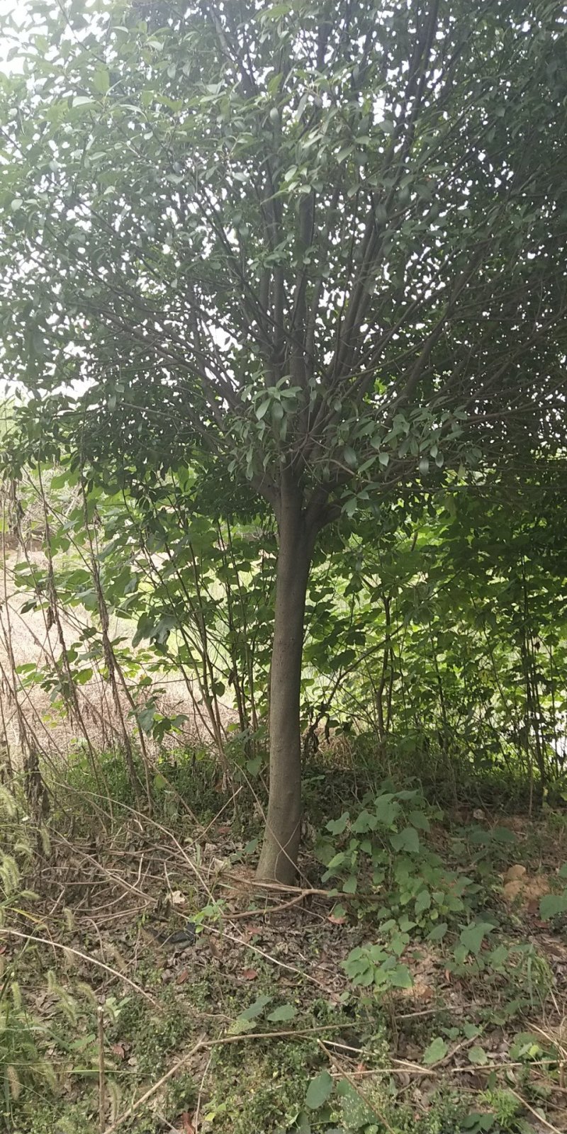 精品高杆红叶石楠
