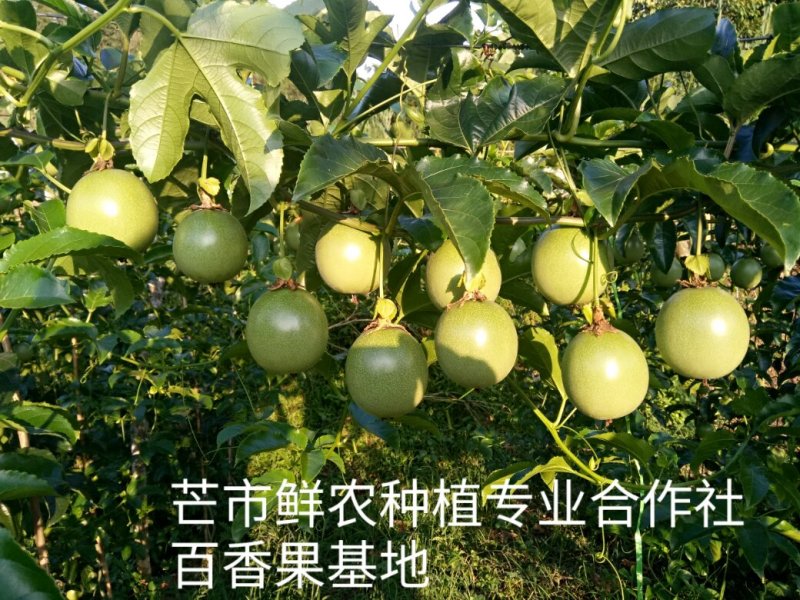 云南德宏芒市鲜农种植专业合作社现有四百多亩百香果种植基地