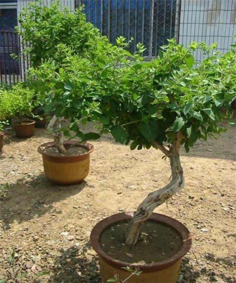 金银花苗四季花苗一至三年苗