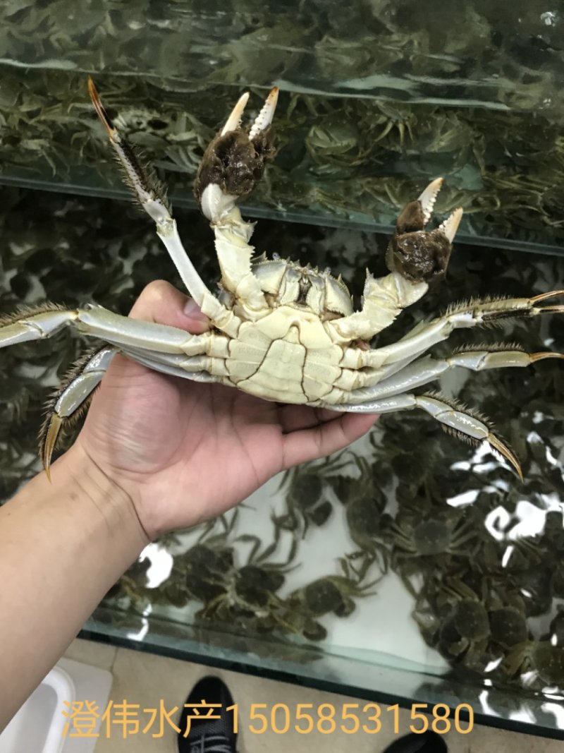 阳澄湖大闸蟹