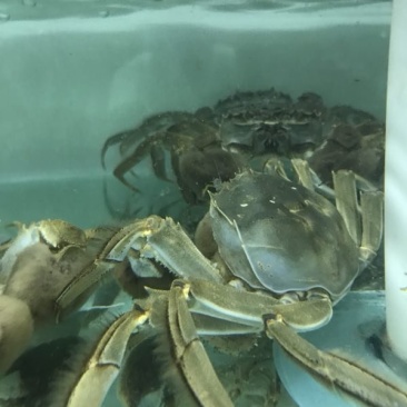 阳澄湖大闸蟹
