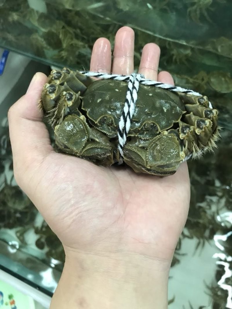 阳澄湖大闸蟹