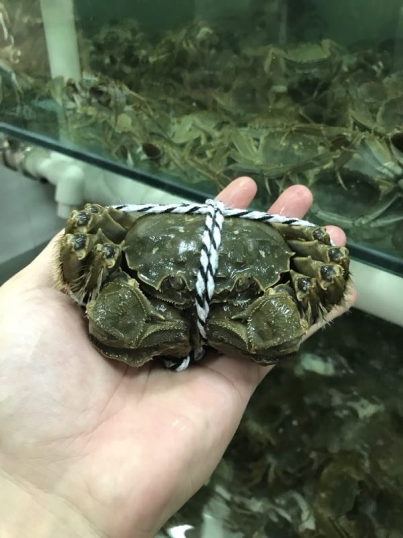 阳澄湖大闸蟹