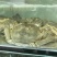 阳澄湖大闸蟹