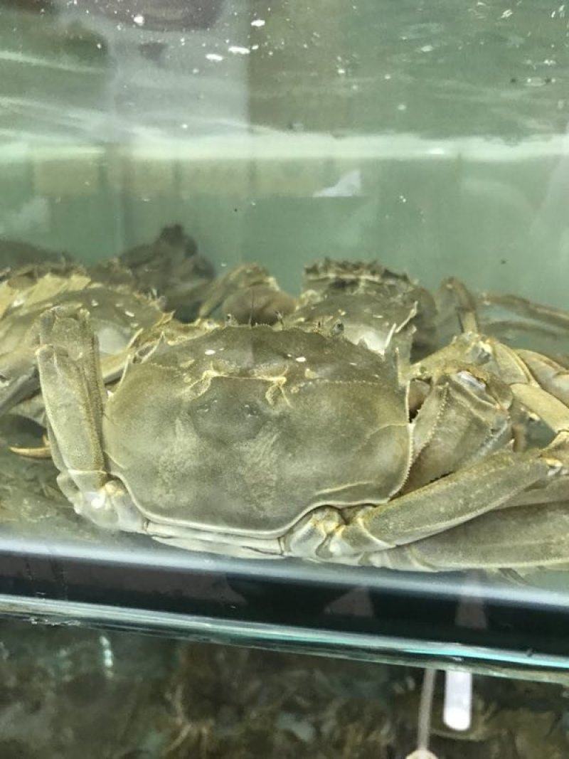 阳澄湖大闸蟹