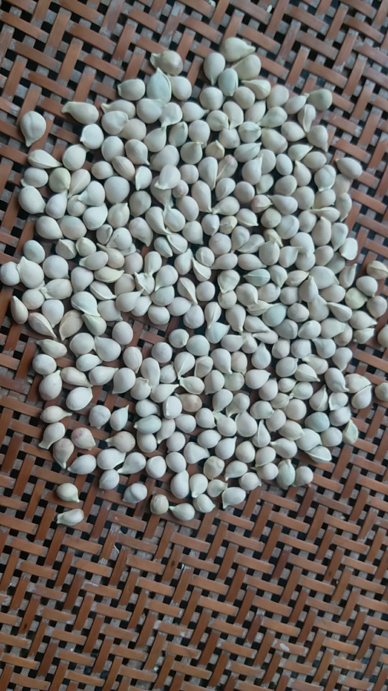 香橙种子出售，鲜果采摘