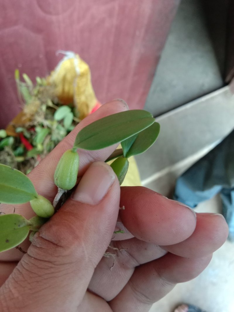 石仙桃