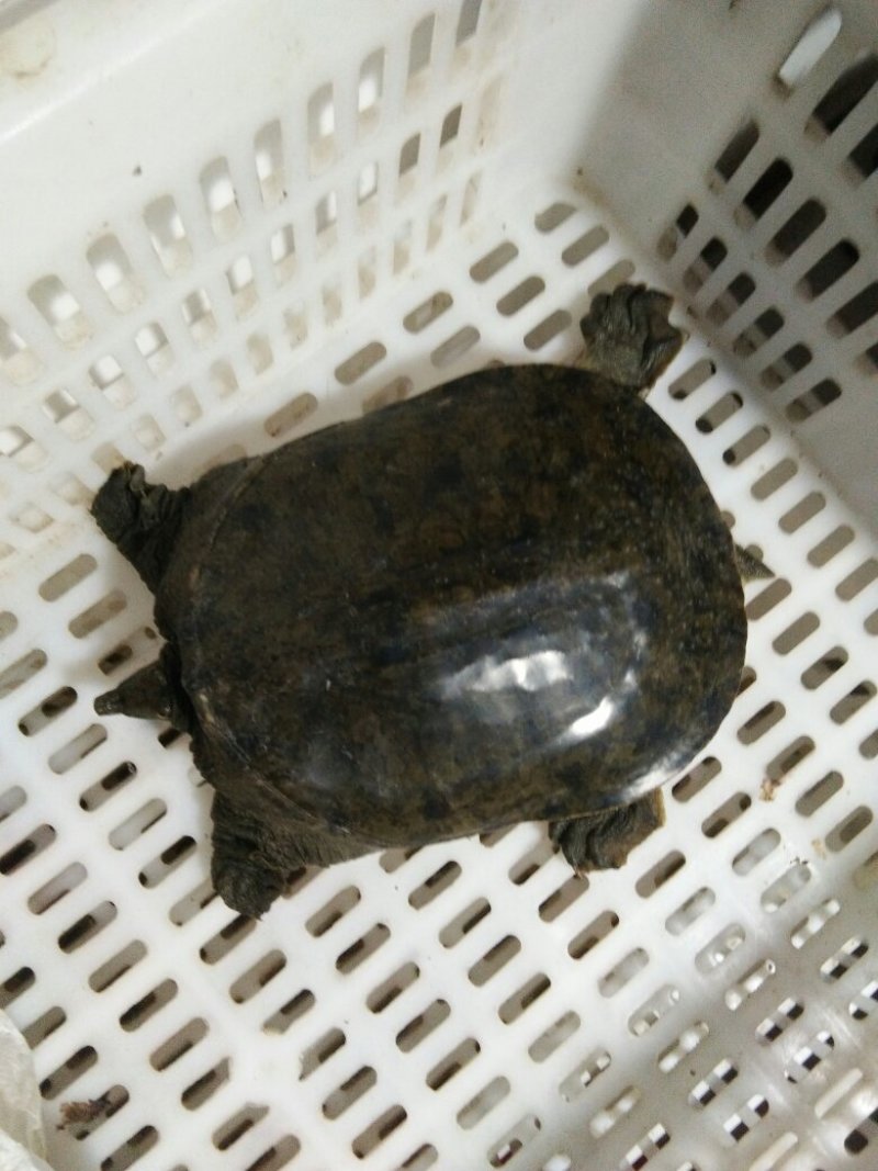 中华鳖甲鱼外塘生态环境吃鱼虾长大