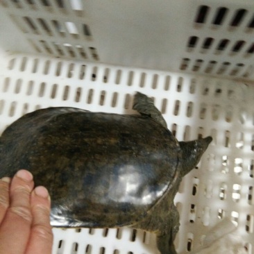 中华鳖甲鱼外塘生态环境吃鱼虾长大