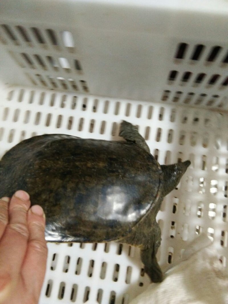 中华鳖甲鱼外塘生态环境吃鱼虾长大