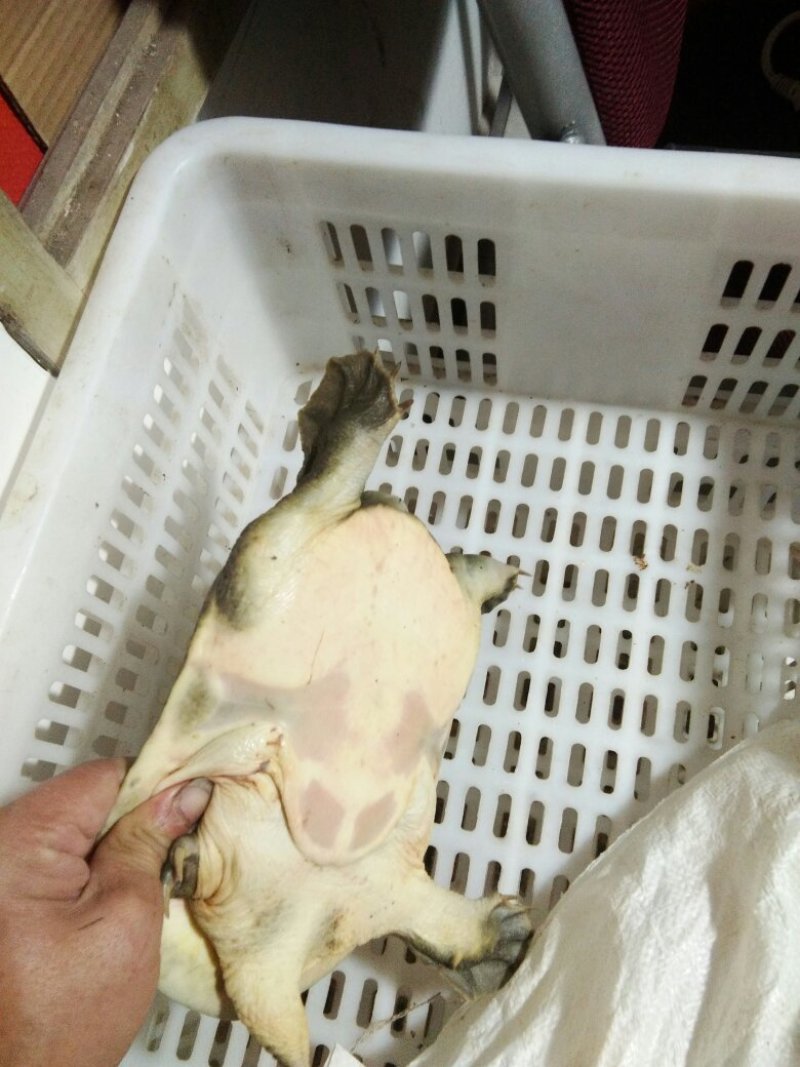 中华鳖甲鱼外塘生态环境吃鱼虾长大
