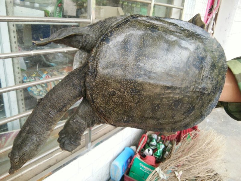 中华鳖甲鱼外塘生态环境吃鱼虾长大