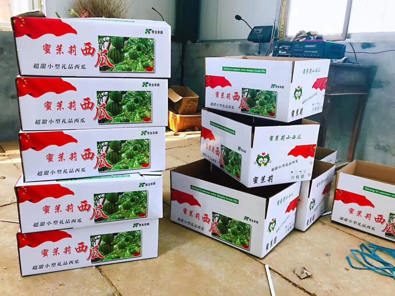 山东小吊瓜开园了。