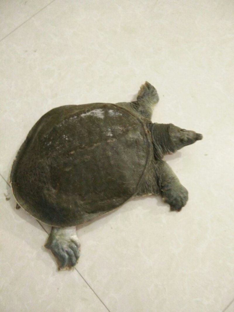 甲鱼中华鳖