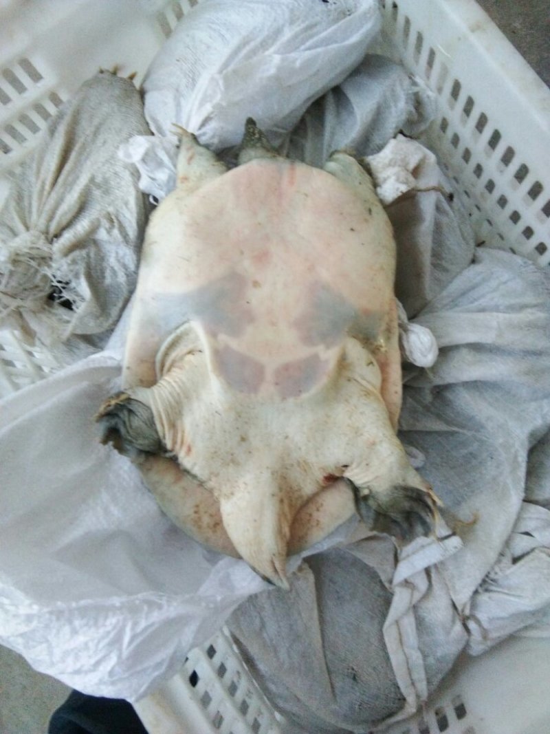 甲鱼中华鳖