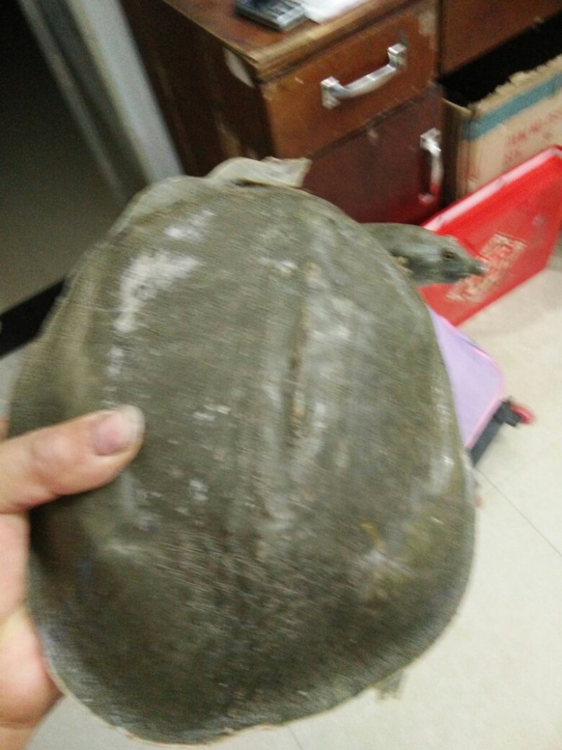 甲鱼中华鳖