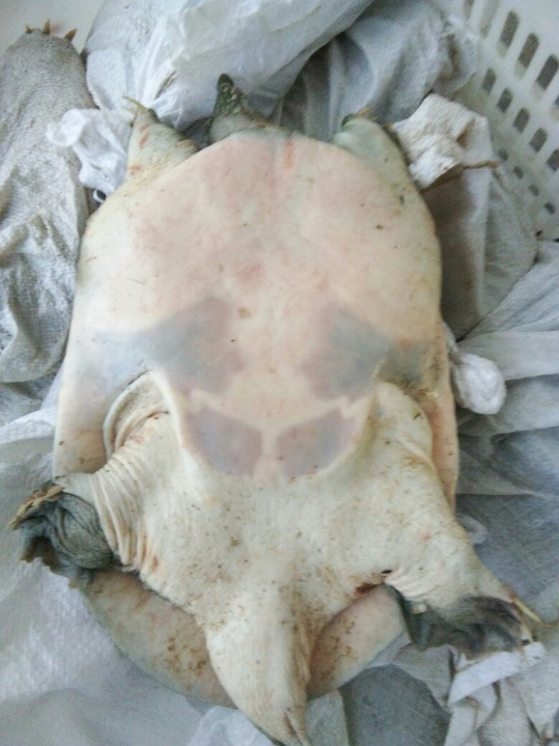 甲鱼中华鳖