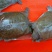 甲鱼中华鳖