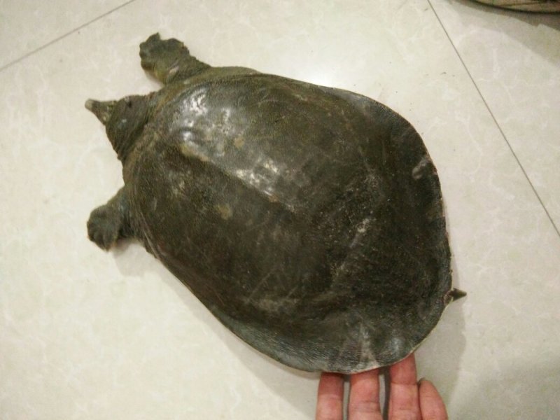 甲鱼中华鳖