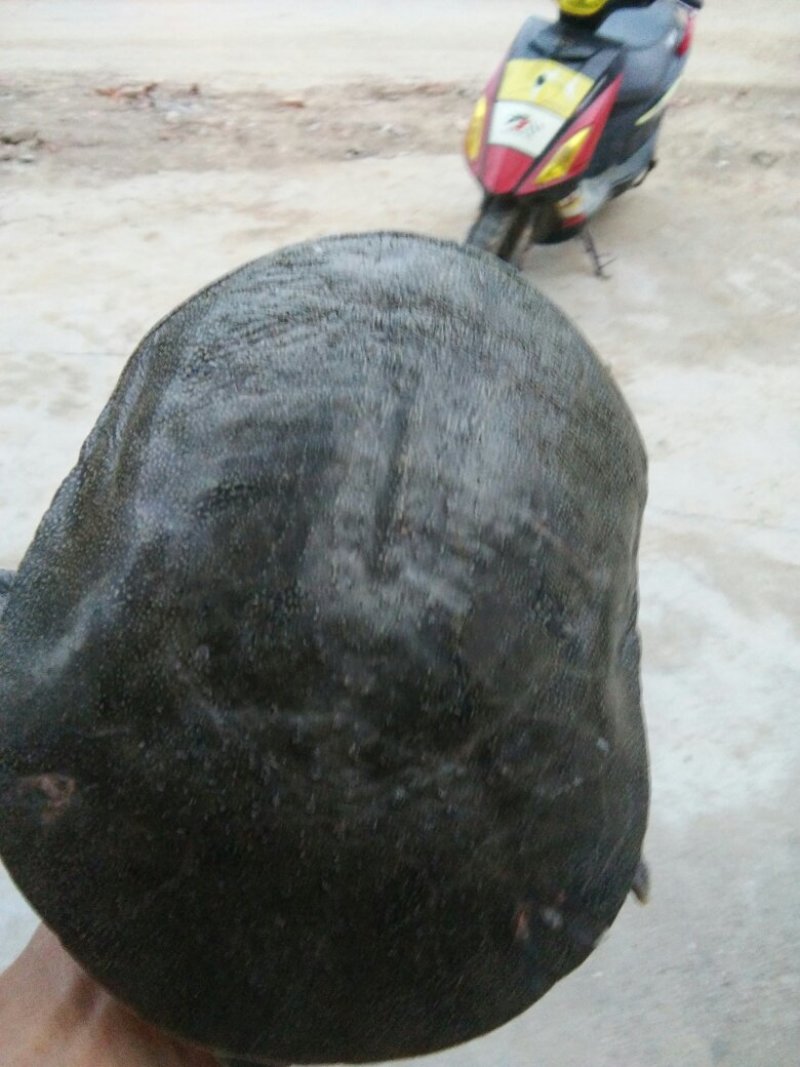 甲鱼中华鳖