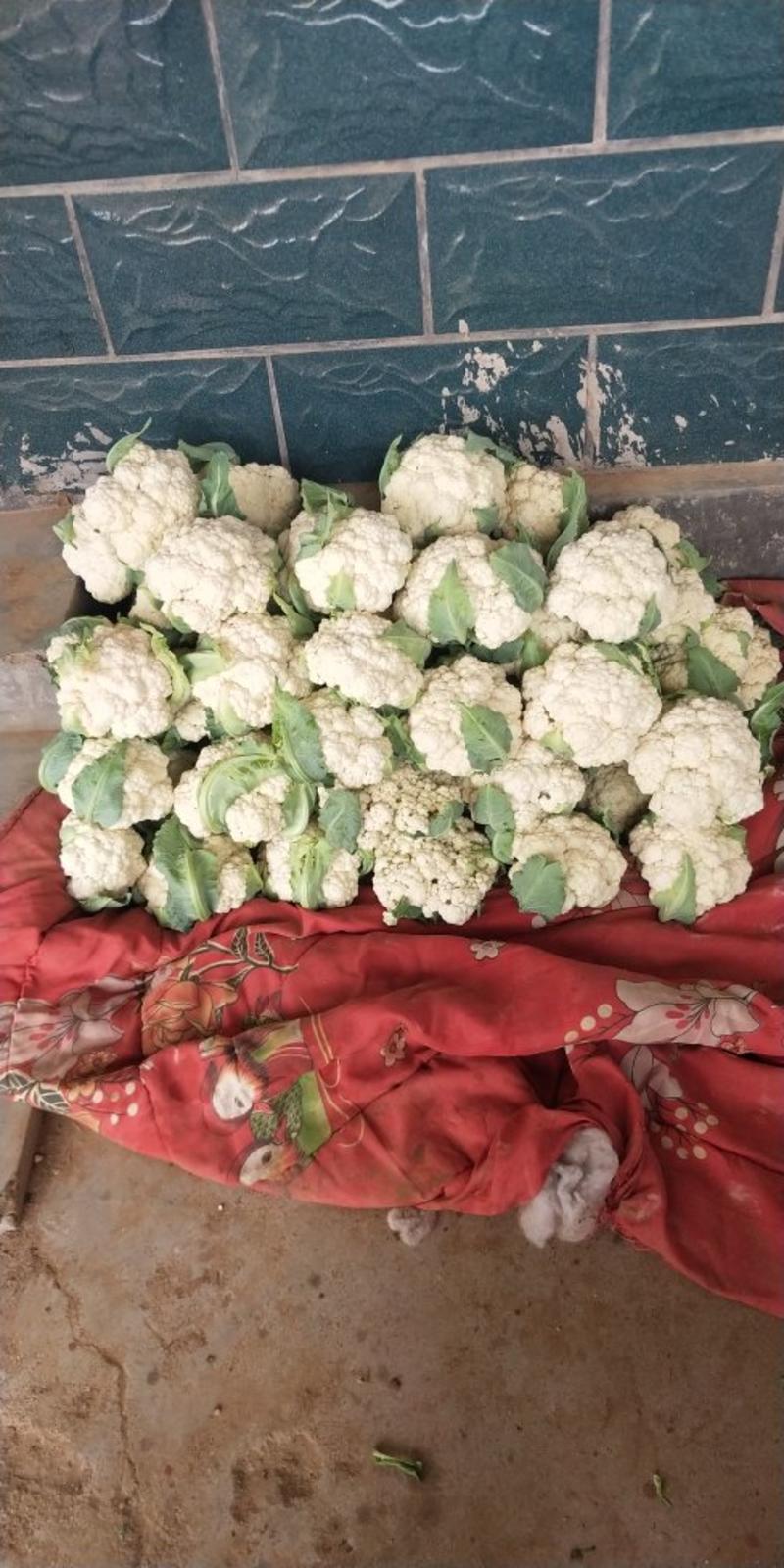 雪玉菜花紧密乳白1斤