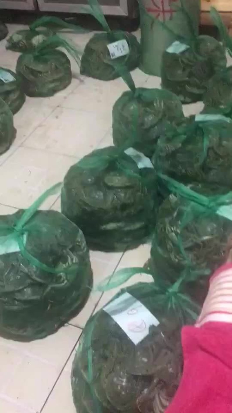 洪泽湖大闸蟹鲜活现发千亩货源货量充足市场商超直供