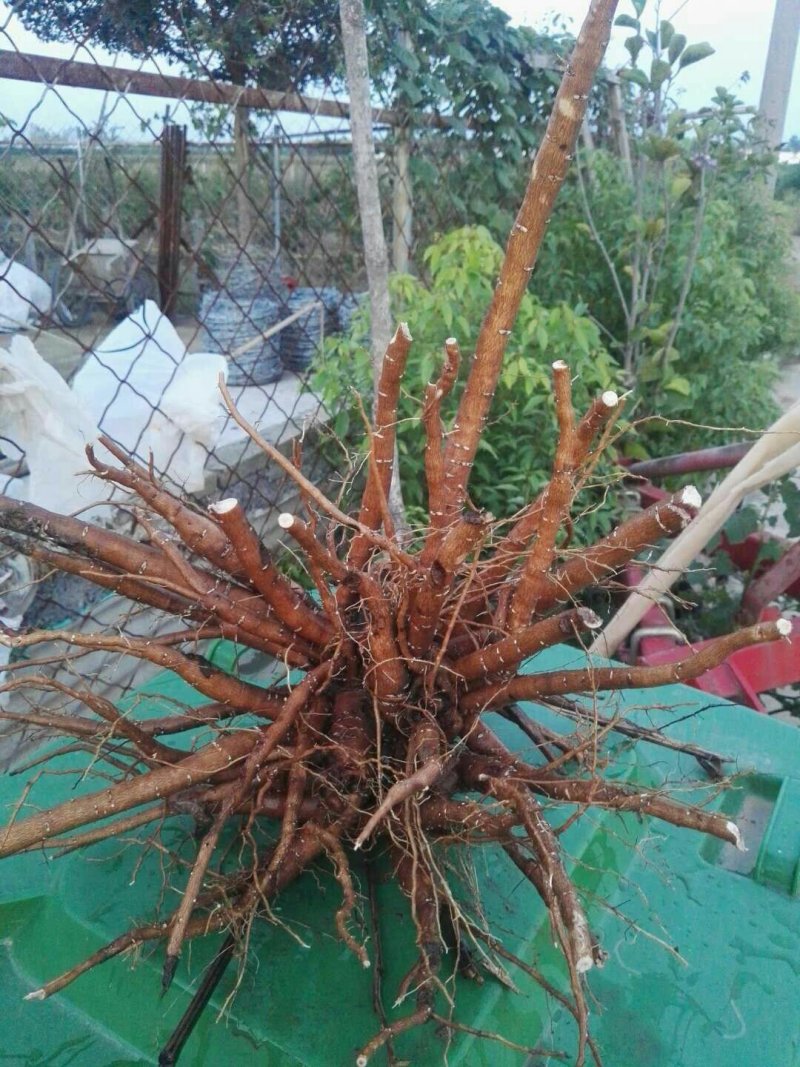 牡丹苗
