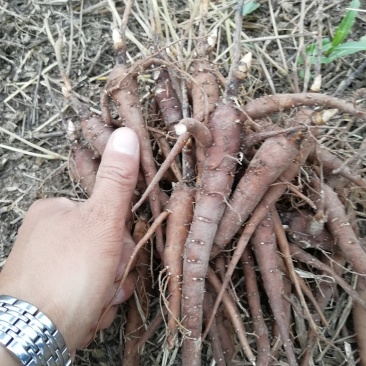 白芍种苗