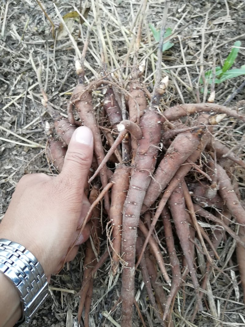 白芍种苗