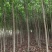 河南南阳供应5公分美国红枫，，，，，，