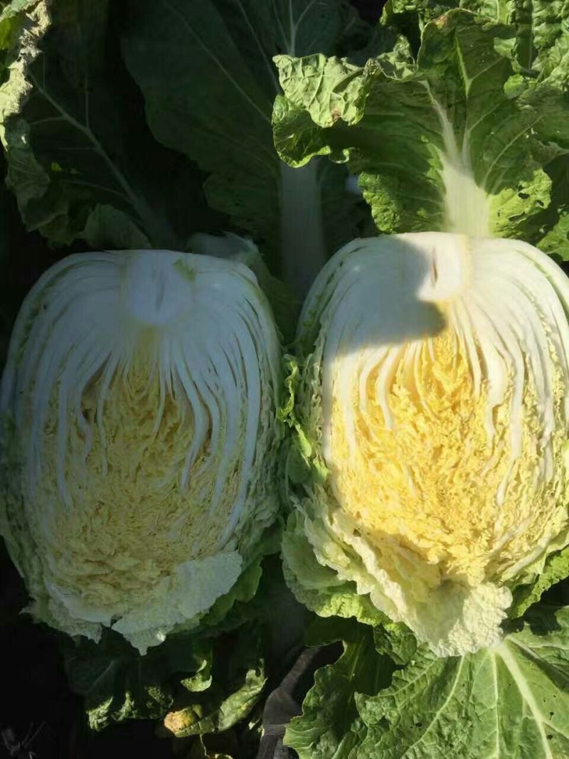 辽宁省凌海市黄心菜火热招商中！！！！！！！！