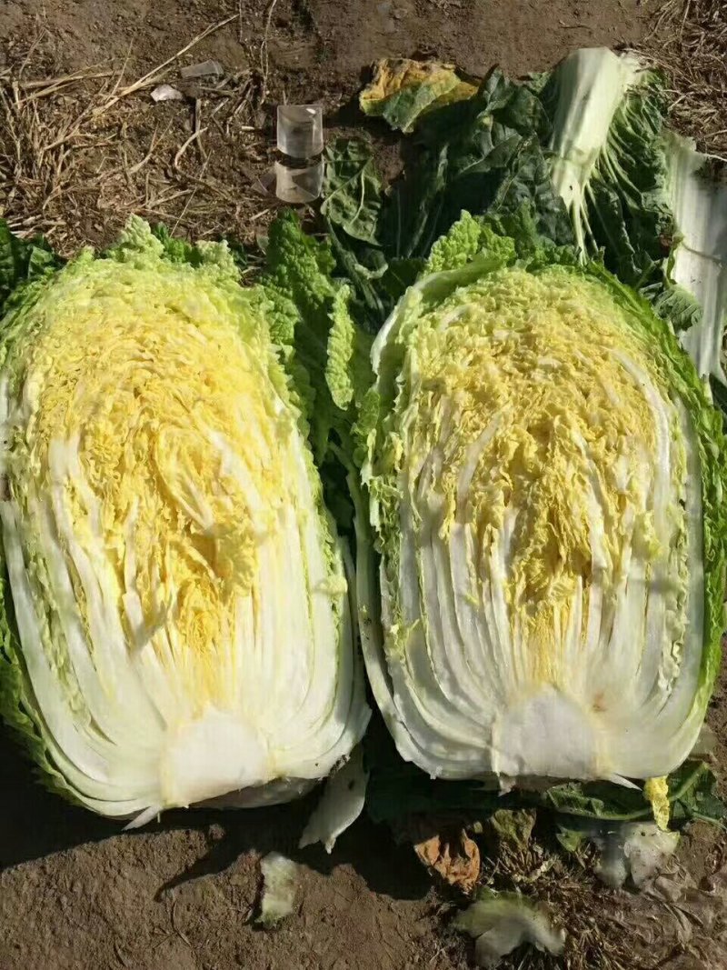 辽宁省凌海市黄心菜火热招商中！！！！！！！！