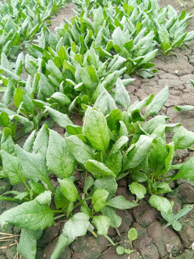 菠菜甘蓝