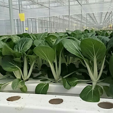 小白菜广东小白菜，广白精品高品质