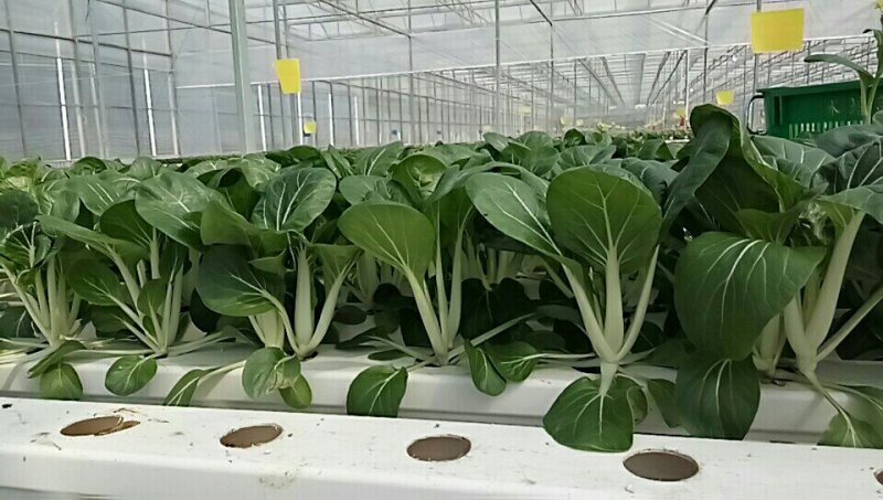 小白菜广东小白菜，广白精品高品质
