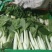 小白菜广东小白菜，广白精品高品质