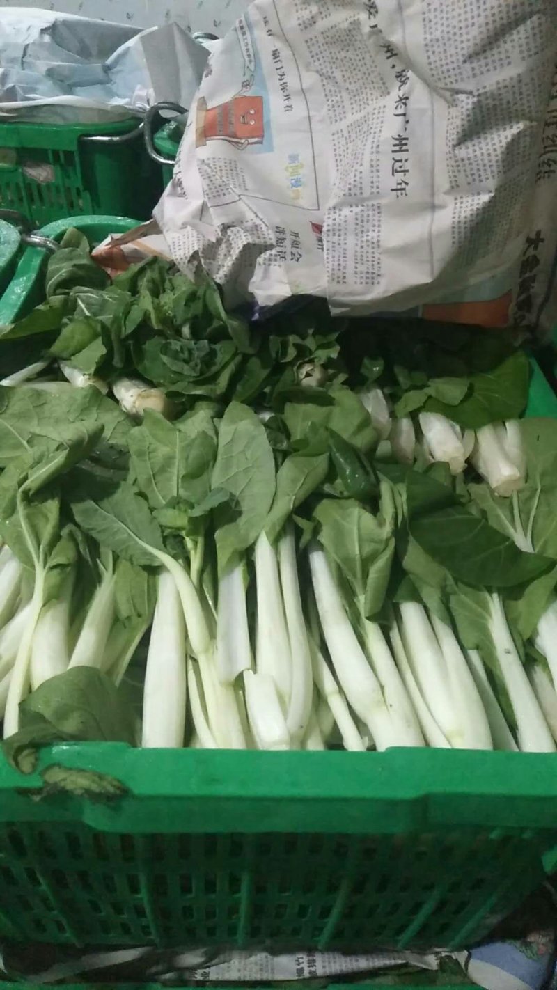 小白菜广东小白菜，广白精品高品质
