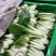 小白菜广东小白菜，广白精品高品质