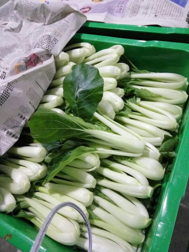 小白菜广东小白菜，广白精品高品质