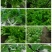 小白菜，精品广白，广东小白菜，黑叶白，好品质好市场，