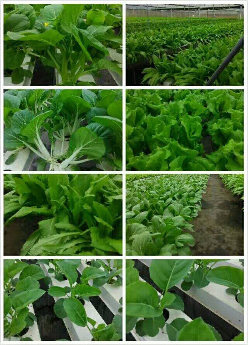 小白菜，精品广白，广东小白菜，黑叶白，好品质好市场，